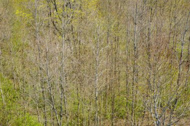 Vahşi orman ağaçları ve dalları yaz aylarında kaos yaratıyor.