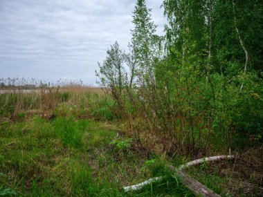 Yazın ağaç gövdeleri mavi gökyüzü arkaplanlı yeşil yapraklarla