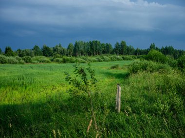 Yazın ağaç gövdeleri mavi gökyüzü arkaplanlı yeşil yapraklarla