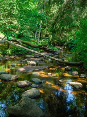 hızlı, vahşi bir nehir ve yaz mevsiminde arka planda dağlar.