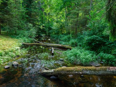 hızlı, vahşi bir nehir ve yaz mevsiminde arka planda dağlar.