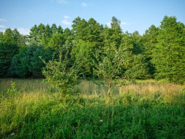 Yeşil yapraklar ve ağaçlarla kaplı kırsalda sisli bir yaz sabahı.
