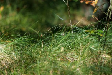 Bulanık arkaplan dokusuna sahip yeşil, taze yaz yaprakları.