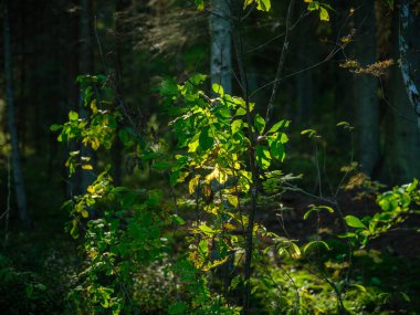 Bulanık arkaplan dokusuna sahip yeşil, taze yaz yaprakları.