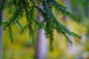 Bulanık arkaplan dokusuna sahip yeşil, taze yaz yaprakları.