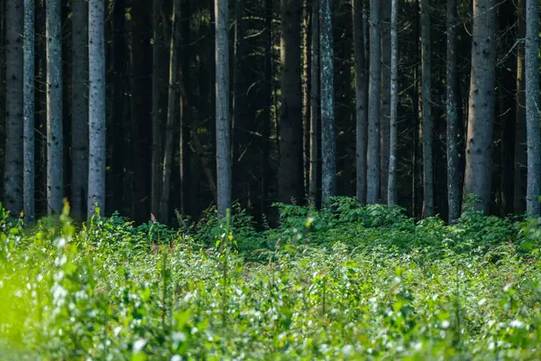 Vahşi Orman Ağaçları Dalları Yaz Aylarında Kaos Yaratıyor — Stok fotoğraf