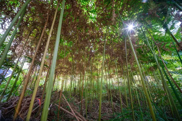 Folhas Samambaia Fresca Floresta Verão Com Fundo Natural — Fotografia de Stock