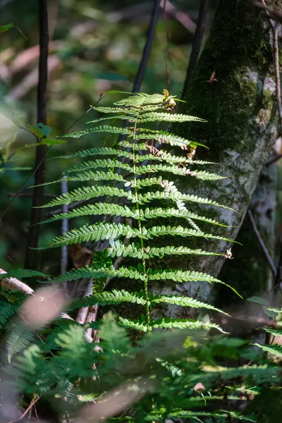 具有自然背景的夏季森林中新鲜蕨类叶子 — 图库照片
