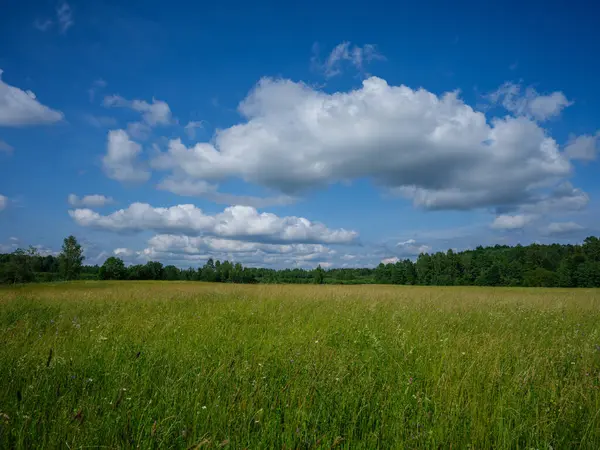 Yazın Yeşil Tarlalar Üzerinde Mavi Gökyüzü Olan Kırsal Alanlar — Stok fotoğraf