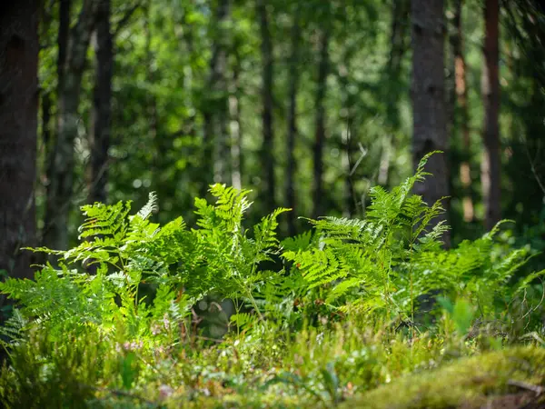 Yaz Ormanlarında Doğal Bir Geçmişi Olan Taze Eğreltiotu Yaprakları — Stok fotoğraf
