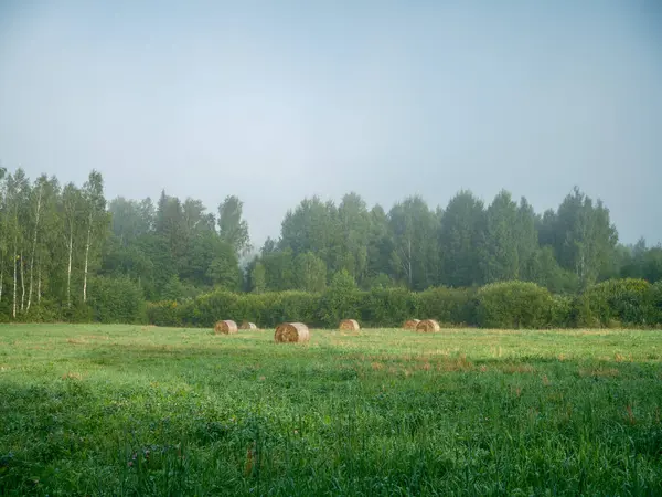 Nebuloso Manhã Verão Campo Com Folhagem Verde Árvores — Fotografia de Stock