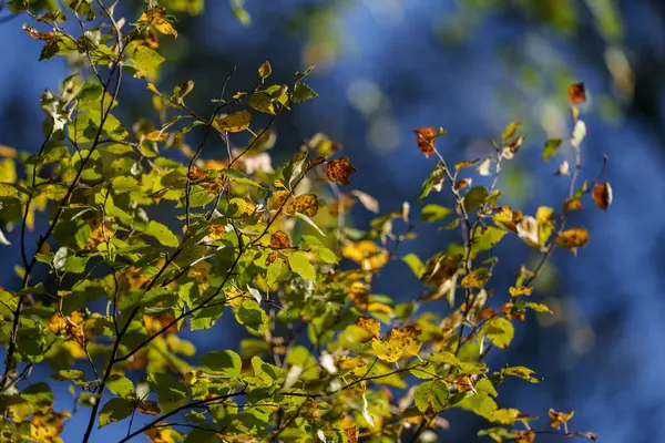 緑色の新鮮な夏の葉と背景抽象的なテクスチャ — ストック写真