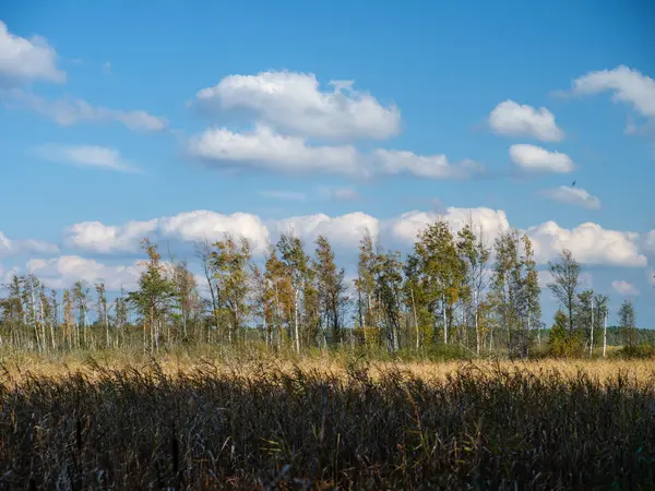 青い空の背景を持つ夏の緑の葉と木のトランク — ストック写真