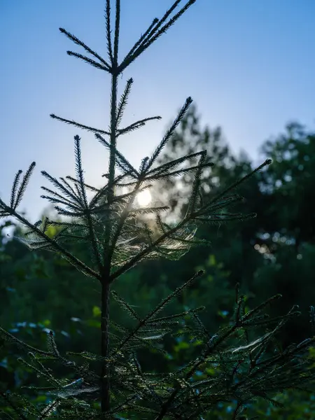 Yazın Ağaç Gövdeleri Mavi Gökyüzü Arkaplanlı Yeşil Yapraklarla — Stok fotoğraf