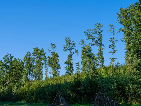 Kmeny Stromů Zelenými Listy Létě Modrým Nebem Pozadí — Stock fotografie