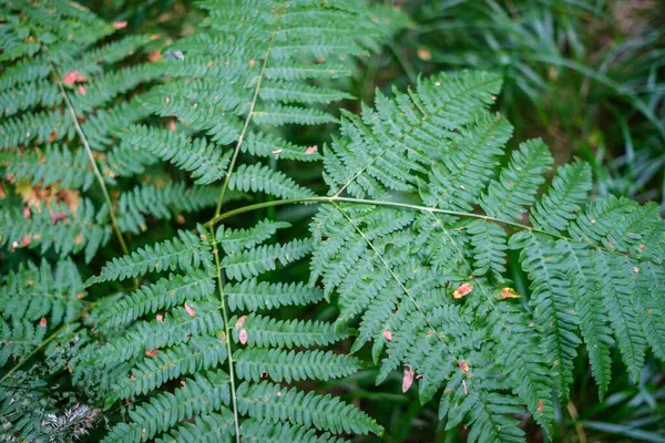 自然の背景を持つ夏の森の新鮮な葉 ロイヤリティフリーのストック写真
