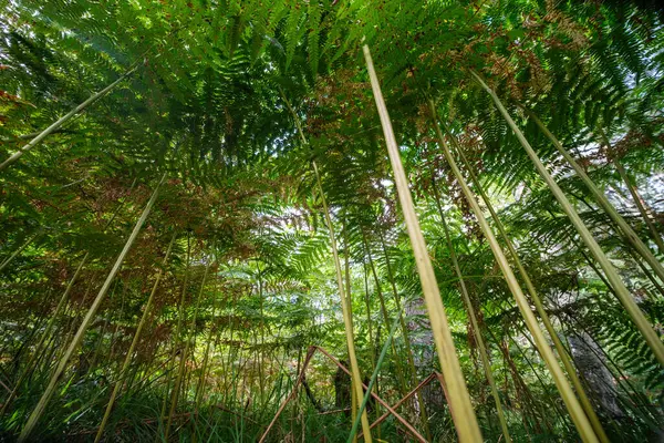 Yaz Ormanlarında Doğal Bir Geçmişi Olan Taze Eğreltiotu Yaprakları Stok Resim