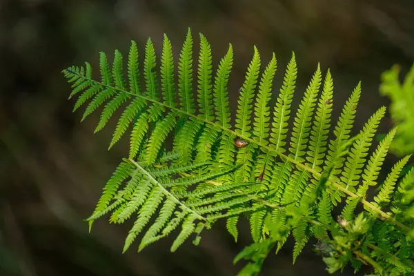 具有自然背景的夏季森林中新鲜蕨类叶子 免版税图库图片