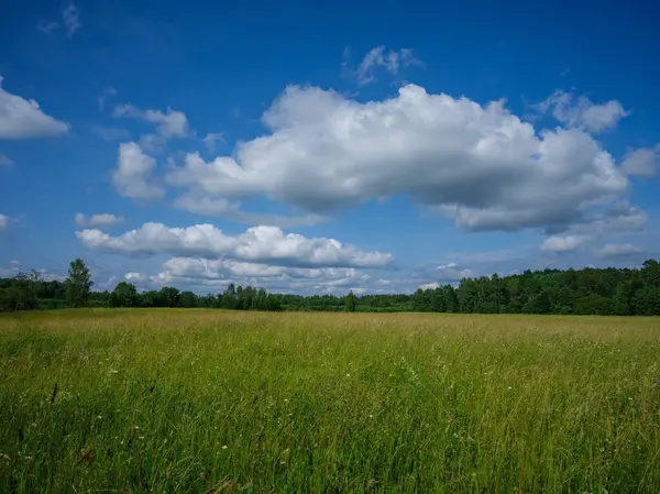 Felder Sommer Mit Blauem Himmel Über Grünen Feldern Stockfoto