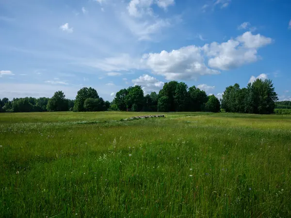 夏天的田野 蓝天覆盖在绿地之上 图库图片