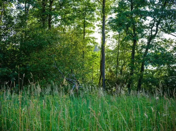 緑の葉と木で田舎の霧の夏の朝 ストック写真