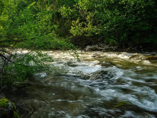 夏季以高山为背景的快速野生河流 图库图片