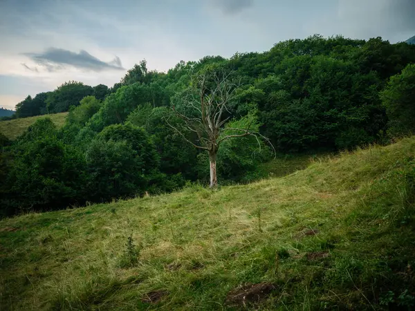 Mistige Zomerochtend Het Platteland Met Groen Gebladerte Bomen Rechtenvrije Stockfoto's
