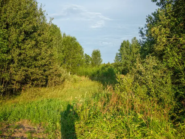 夏天的田野 蓝天覆盖在绿地之上 图库照片