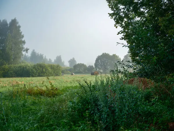 多雾的夏日清晨 乡间绿叶绿树丛生 免版税图库照片