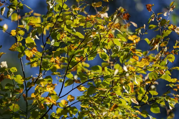 Bulanık Arkaplan Dokusuna Sahip Yeşil Taze Yaz Yaprakları Stok Fotoğraf