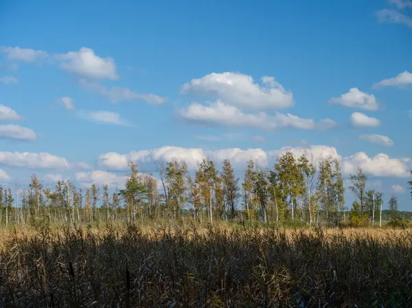 青い空の背景を持つ夏の緑の葉と木のトランク ストックフォト
