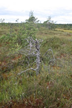 Bereketli yeşil çimlerle çevrili sakin bir gölün kıyısında bir ahşap tekne dinleniyor. Durgun su, dağınık bulutlarla mavi gökyüzünü yansıtır. Barışçıl, kırsal bir manzara rahatlamaya davetiye çıkarır..