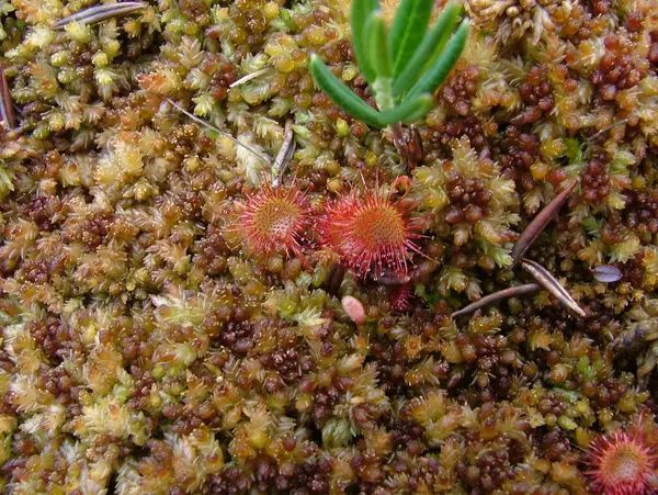 Sulak arazide yosunların arasında yetişen etobur bir güneş çiğ bitkisinin yakın çekimi. Yapışkan damlacıkları olan kırmızı dokunaçlar sindirim için böcekleri yakalar.