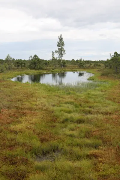 Yeşil turba bataklığının manzarası seyrek ağaçlar, çimenli bitki örtüsü ve bulutlu bir gökyüzünün altında küçük bir gölet. Yazın huzurlu, el değmemiş doğal sulak arazi..