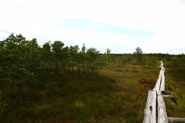 Parlak bulutlu bir gökyüzünün altında dağınık çam ağaçları olan yemyeşil bir bataklıkta uzanan tahta tahta kaldırım yolu. Doğal peatland manzarası eko-turizm ve yürüyüş için ideal..