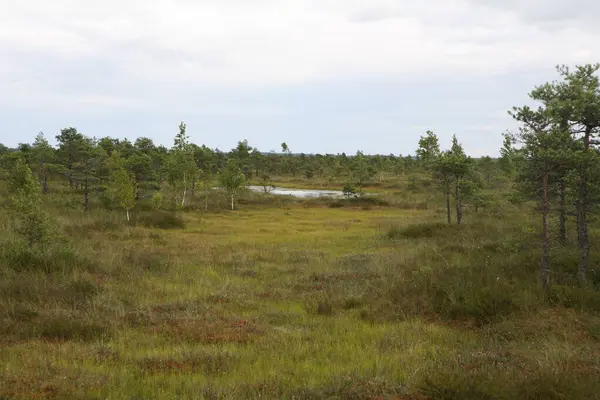 Yeşil turba bataklığının manzarası seyrek ağaçlar, çimenli bitki örtüsü ve bulutlu bir gökyüzünün altında küçük bir gölet. Yazın huzurlu, el değmemiş doğal sulak arazi..