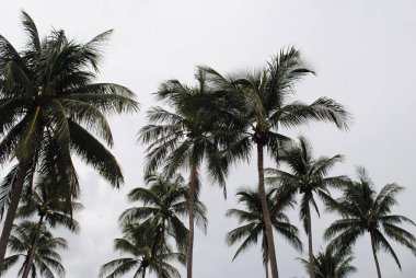Uzun hindistan cevizi palmiyeleri, yemyeşil yaprakları bulutlu bir tropikal gökyüzünün altında yavaşça sallanıyor. Sakin ve doğal bir ada atmosferi.