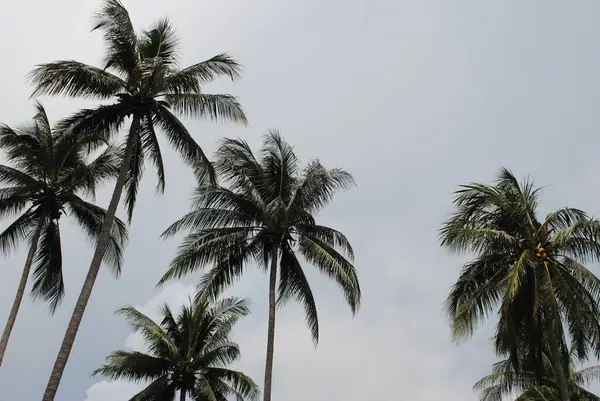 Uzun hindistan cevizi palmiyeleri, yemyeşil yaprakları bulutlu bir tropikal gökyüzünün altında yavaşça sallanıyor. Sakin ve doğal bir ada atmosferi.