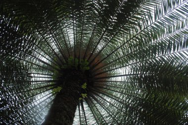 O yerin altından bir hurma ağacına bakıyor, üzerine de parlak yapraklar, gökyüzüne karşı doğal bir desen ve gövdenin yanında da küçük eğreltiotları..