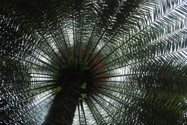 O yerin altından bir hurma ağacına bakıyor, üzerine de parlak yapraklar, gökyüzüne karşı doğal bir desen ve gövdenin yanında da küçük eğreltiotları..