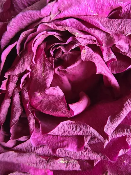 Canlı pembe bir gülün yakın plan görüntüsü. Çiçek açmış, karmaşık taç yaprağı ayrıntıları sergiliyor ve merkezi bir sarmal oluşturuyor.