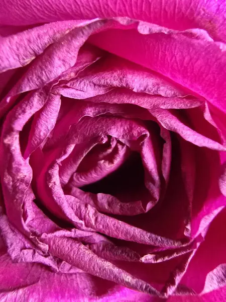 Canlı pembe bir gülün yakın plan görüntüsü. Çiçek açmış, karmaşık taç yaprağı ayrıntıları sergiliyor ve merkezi bir sarmal oluşturuyor.