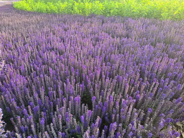 Yumuşak gün ışığı altında parlak mor lavanta çiçeklerinden oluşan büyüleyici bir alan, yemyeşil yapraklarla çevrelenmiş, tasarım projeleri için mükemmel bir manzara yaratıyor..
