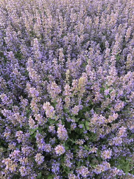 Yeşil yapraklı mor çiçekli canlı bir tarla, doğal gün ışığında çekiliyor, doğa temalı tasarımlar için ideal huzurlu ve renkli bir manzara yaratıyor..