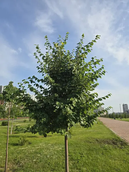 Parkta geniş yaprakları olan yemyeşil bir ağaç, açık mavi gökyüzüne ve modern binalara karşı kurulmuş, doğa ve kentsel tasarım projeleri için mükemmel..