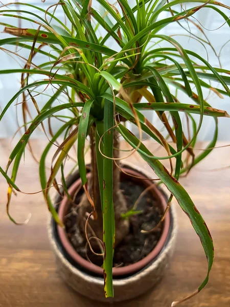 Ένα Φυτό Γλάστρα Ασθένεια Του Φυτού Beaucarnea Recurvata Nolina Φύλλα — Φωτογραφία Αρχείου