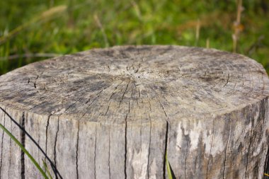 Orman yeşili arka planda büyük, sert bir kütük. Ürün yerleştirme için doğal ahşap platform. 