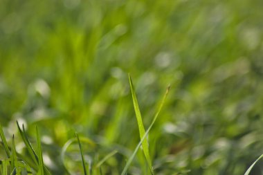 Yeşil çimen yaprakları ve ilkbahar bitkileri. Odaklanmamış yeşil çimen arkaplanı. 