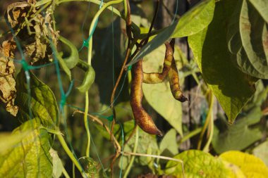 Kahverengi noktalarla kaplı kuru sarı fasulye kabuğu ve güneş yanığı. Hastalıktan etkilenmiş fasulye ve güneşten kavrulmuş