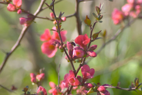 stock image Maules quince or Japanese quince flowers with pollinating bee. Background with Chaenomeles japonica shrub in full bloom flowering in early spring. 